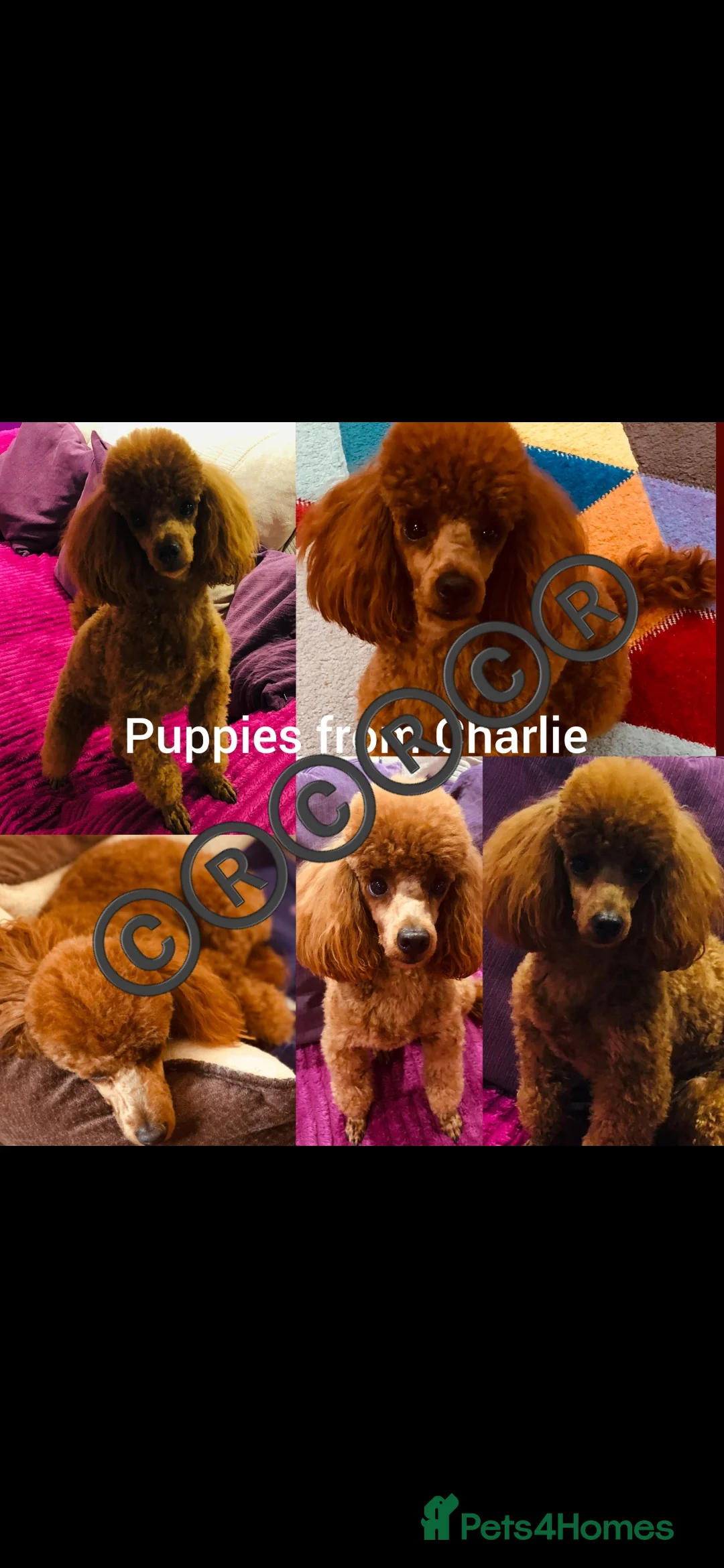 Toy Poodle dogs for stud: TOY & MINIATURE BOY'S FOR STUD  in Iver - Advert 6