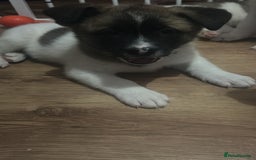 Akita dogs for sale: American akitas - Image 5