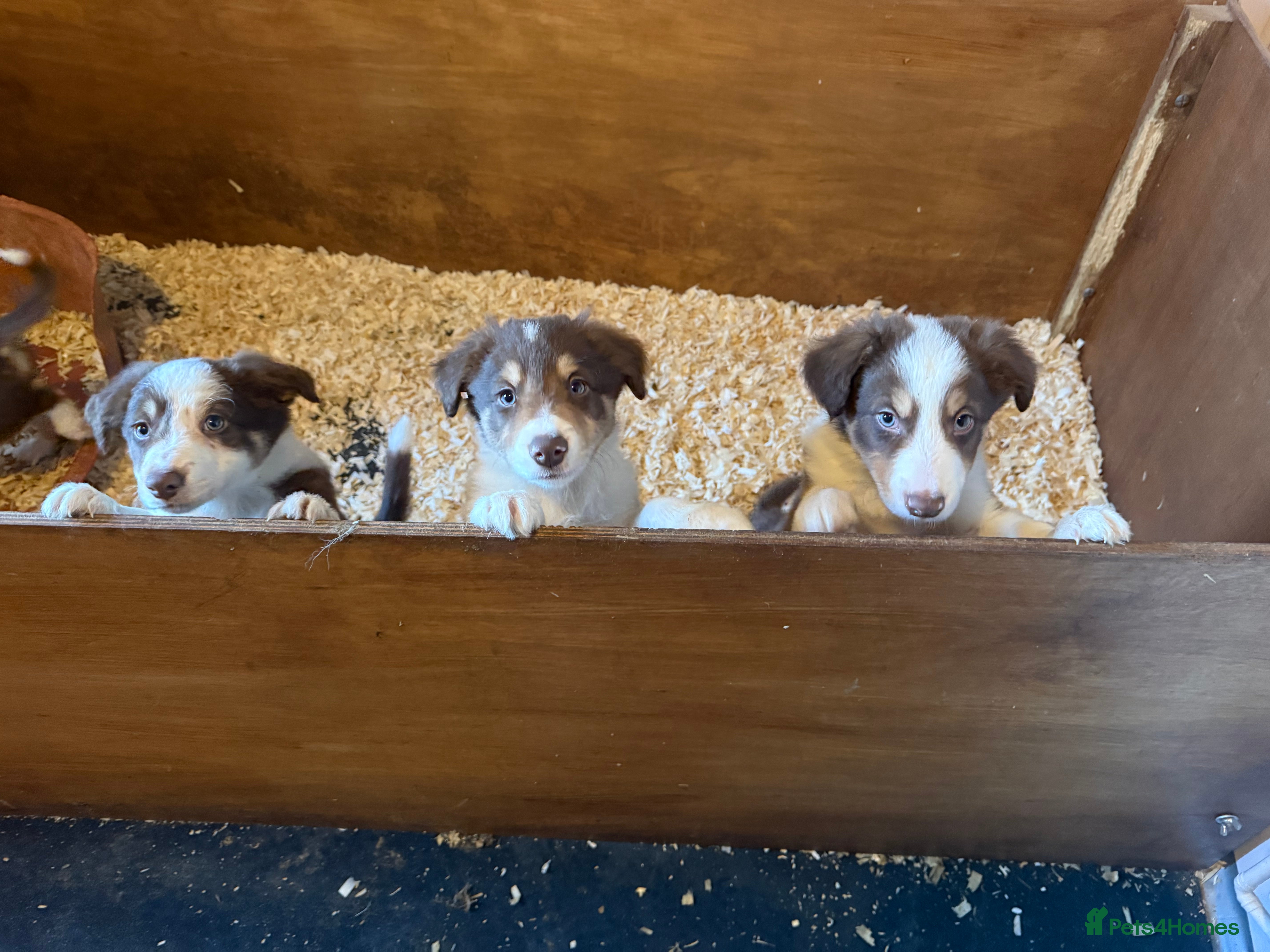 Border Collie dogs Quality Red, White & Gold Border Collie Pups - Advert 2