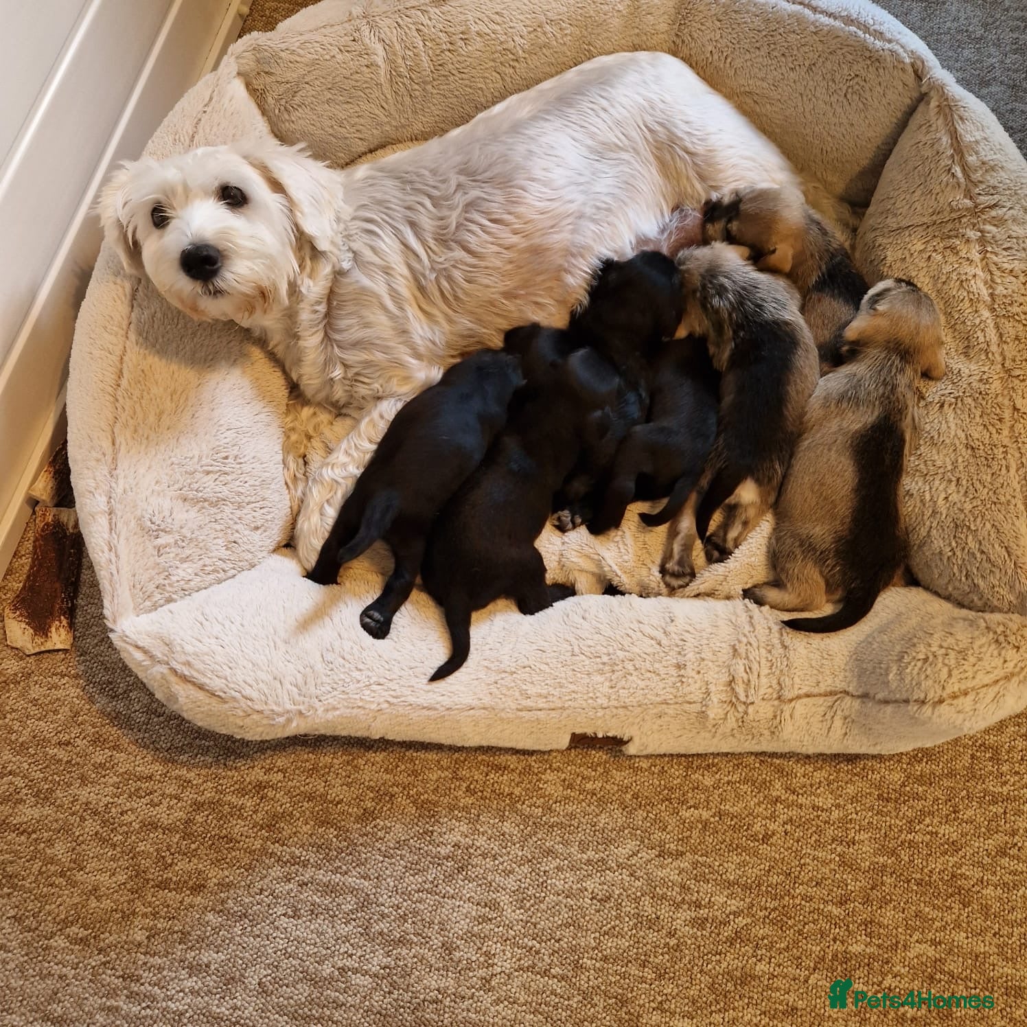 Miniature Schnauzer dogs beautiful litter  of miniature schnauzers - Advert 2