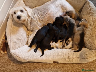 Miniature Schnauzer dogs A letter of miniature schnauzers - Advert 6