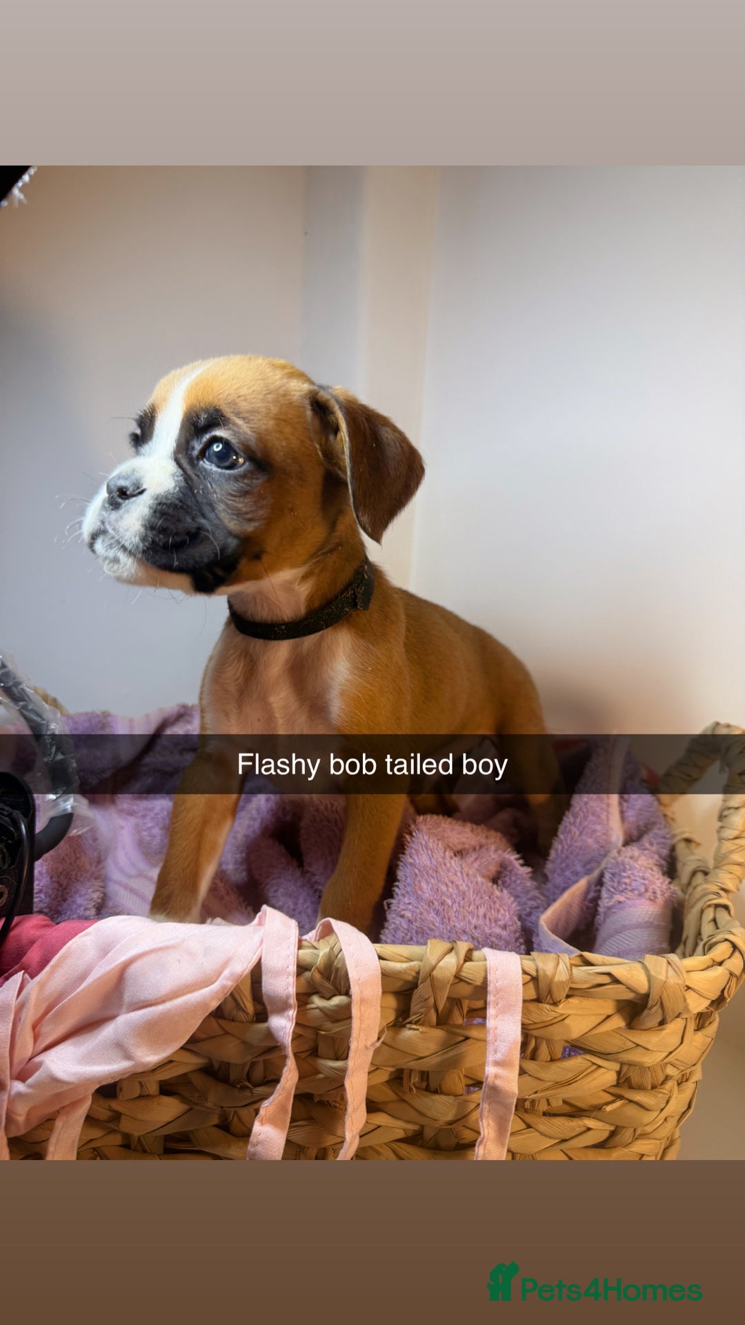 Boxer dogs for sale: Flashy boxer/red - natural bob tail/tail  - Image 21