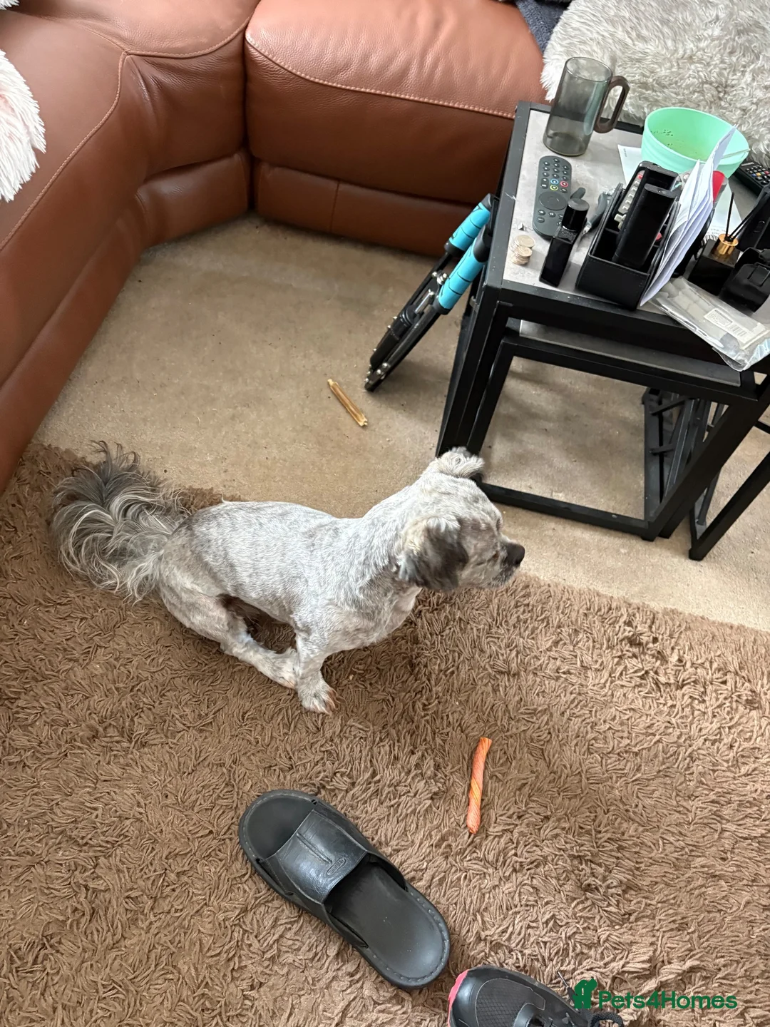 Lhasa Apso dogs for stud: Bailey  in Sheffield - Advert 3