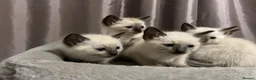 Siamese cats for sale: Fluffy Siamese x Ragdoll Kittens – Blue Eyes - Advert 33