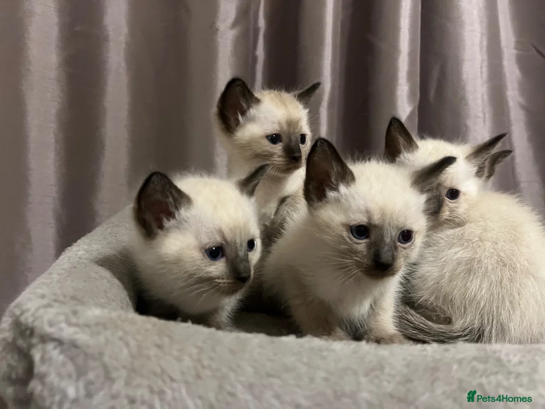 Siamese cats for sale: Fluffy Siamese x Ragdoll Kittens – Blue Eyes - Advert 33
