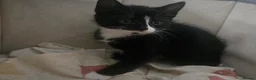 Mixed Breed cats for sale: Beautiful kittens in Haverfordwest - Advert 2