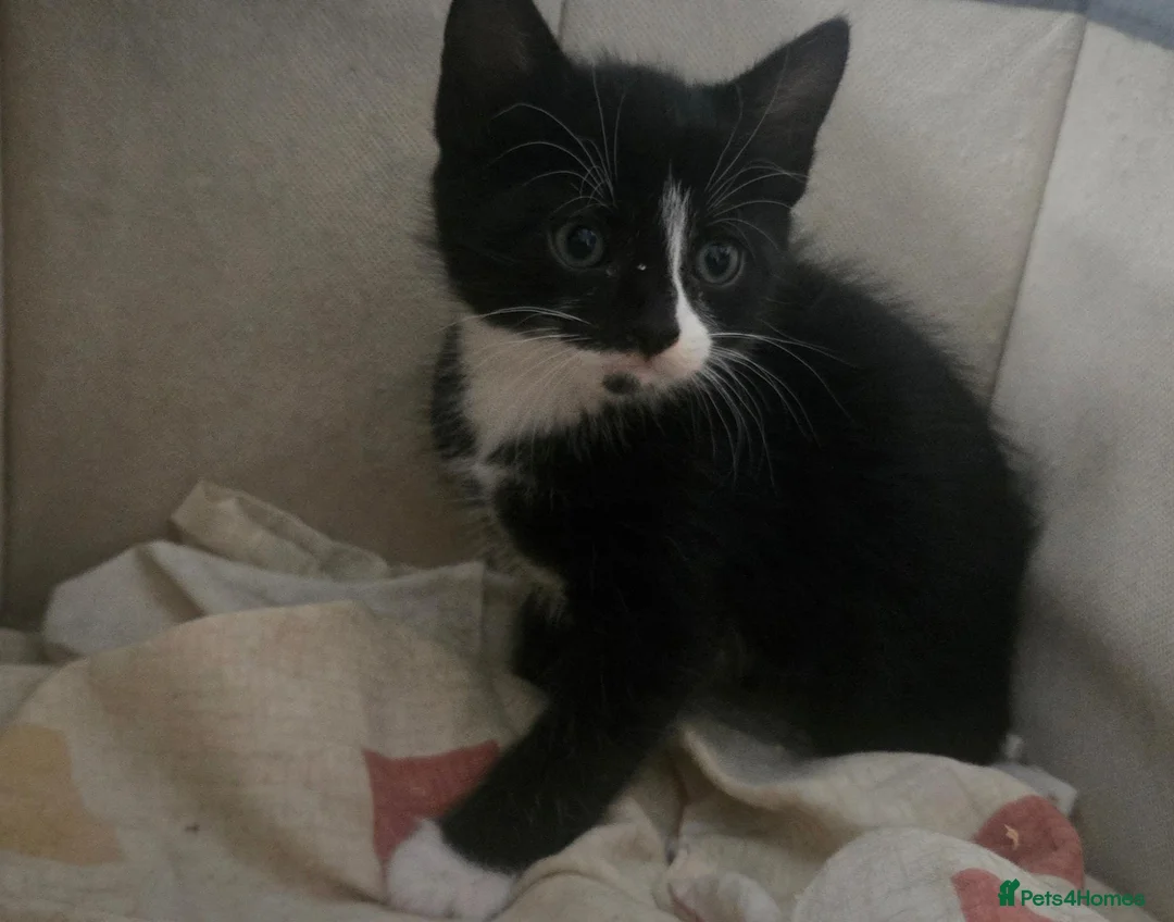 Mixed Breed cats for sale: Beautiful kittens in Haverfordwest - Advert 2
