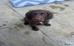 Sprocker dogs for sale: Sprocker spaniel  - Image 2