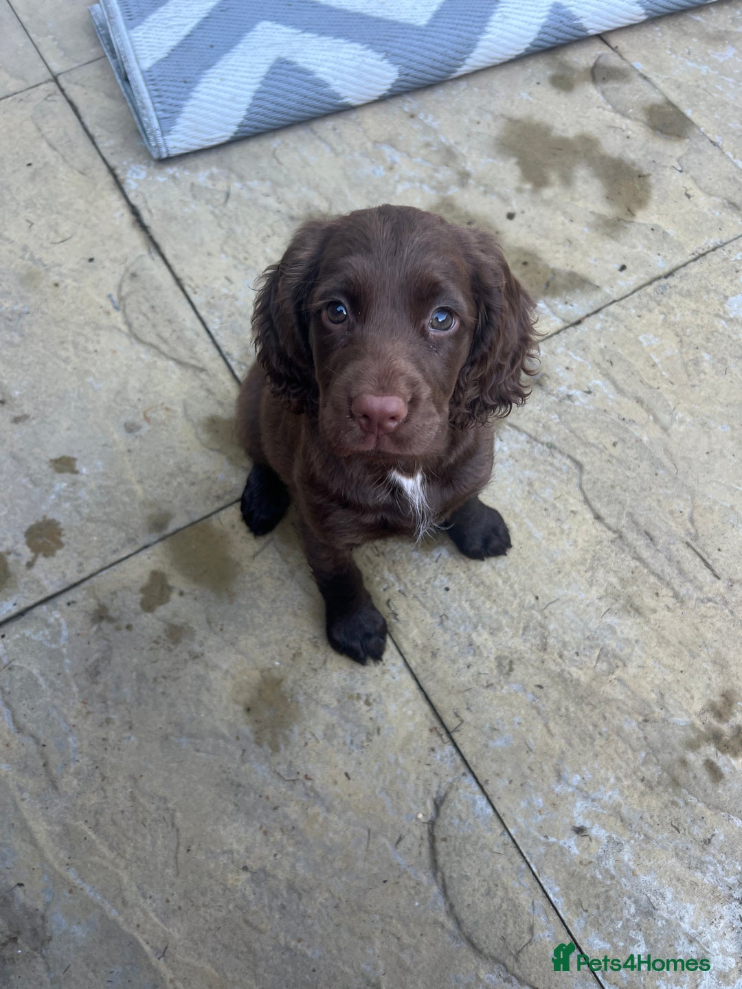 Sprocker dogs for sale: Sprocker spaniel  - Image 2