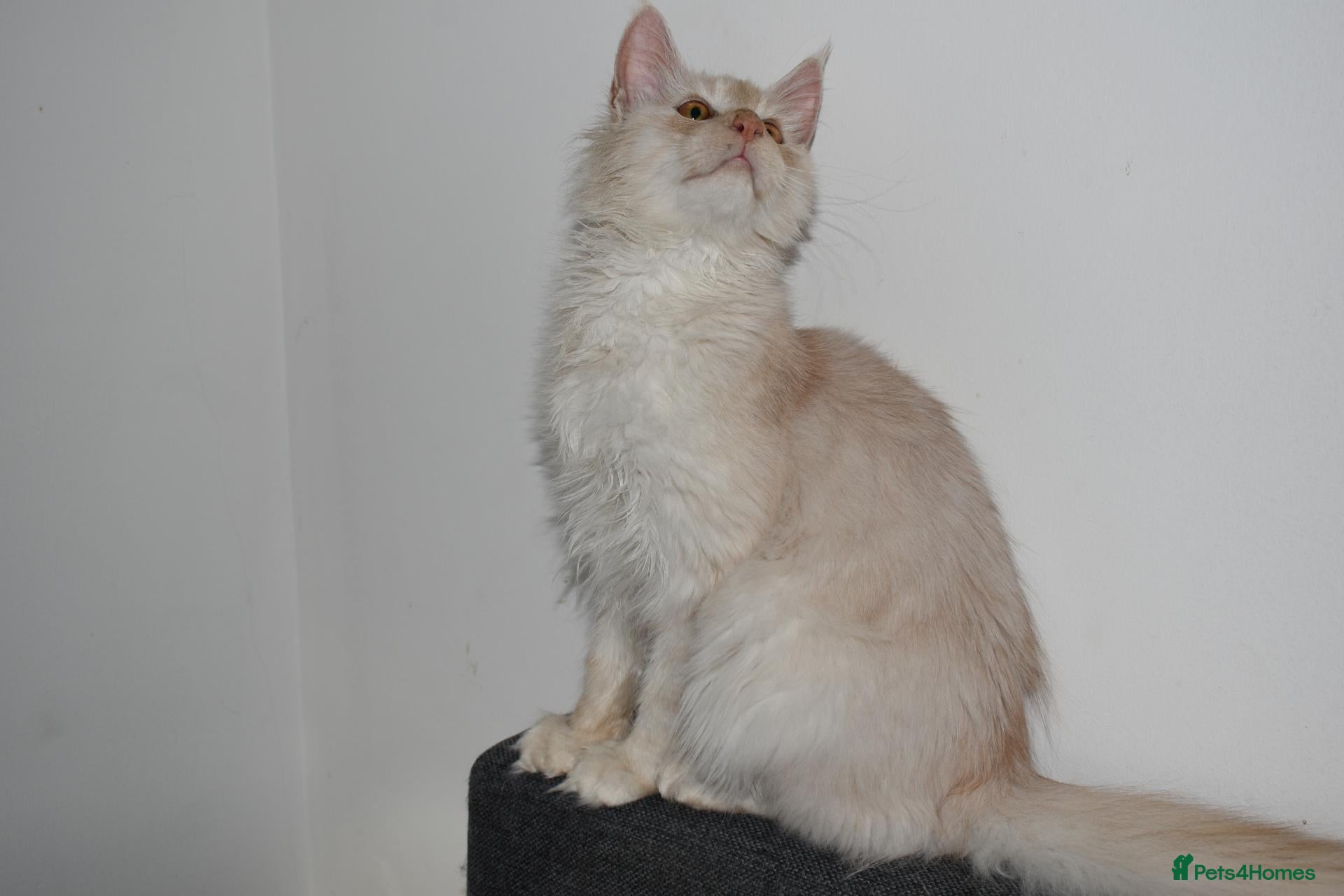Maine Coon cats Red silver shaded boy - Advert 3