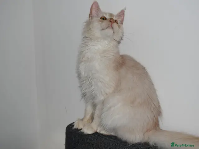 Maine Coon cats Red silver shaded boy - Advert 16