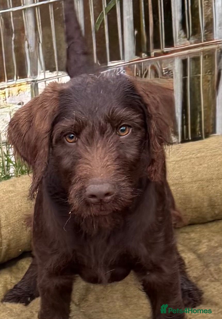 Labradoodle dogs 🐾 REDUCED PRICE Last lovely chocolate girl  - Advert 1