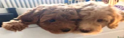 Labradoodle dogs for sale: keiras red fox miniature labradoodles  - Advert 19