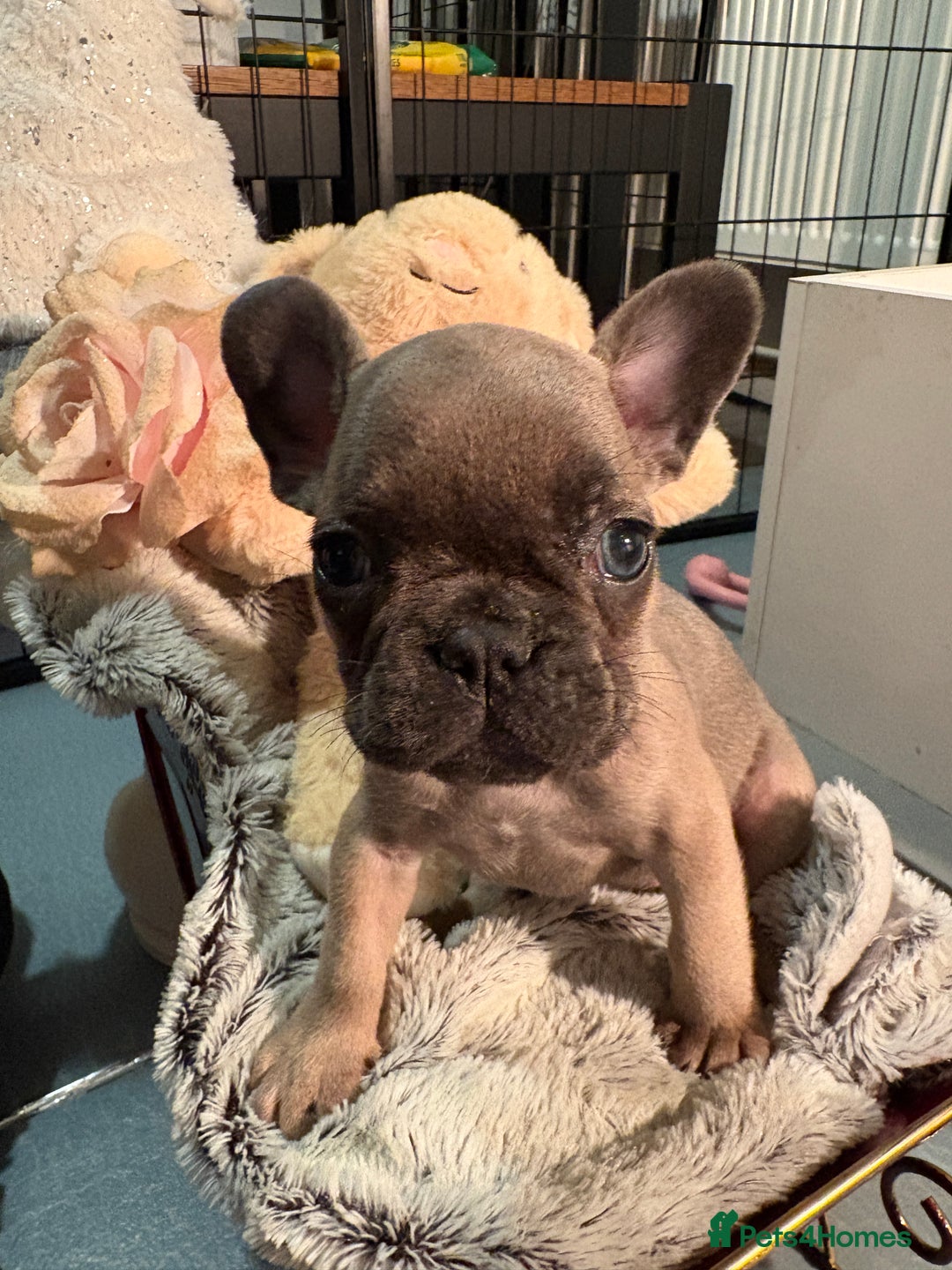 French Bulldog dogs for sale: Super Special KC Registered French Bulldog Puppies - Advert 10