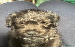 Mixed Breed dogs for sale: Patterdale X Border terrier puppies  - Image 5