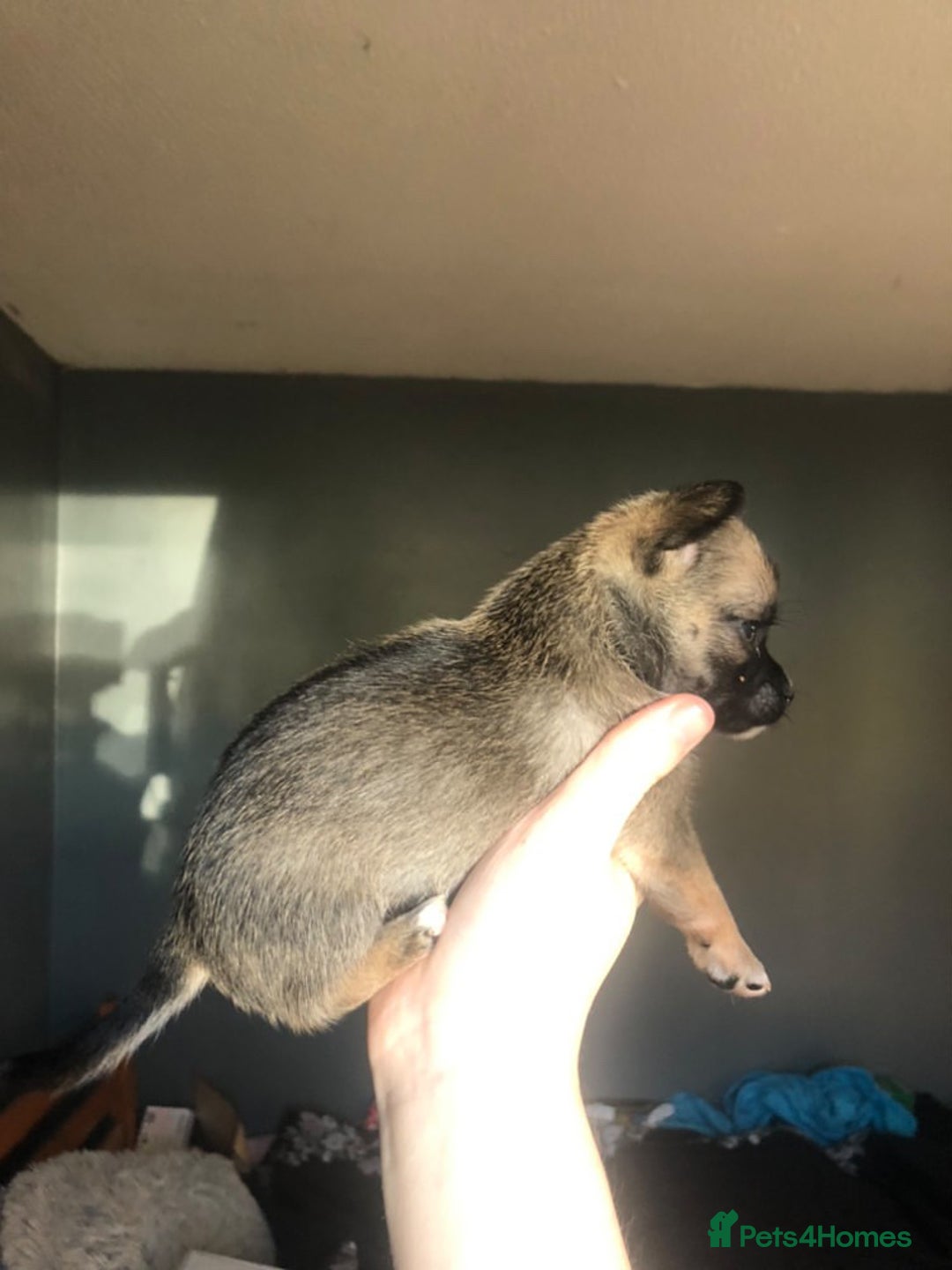 Pomchi dogs for sale: 🐾MALE POMCHI PUPPIES🐾 - Advert 37