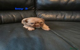 Shih Tzu dogs for sale: Karashishi imperial shih-tzu puppies  - Image 4