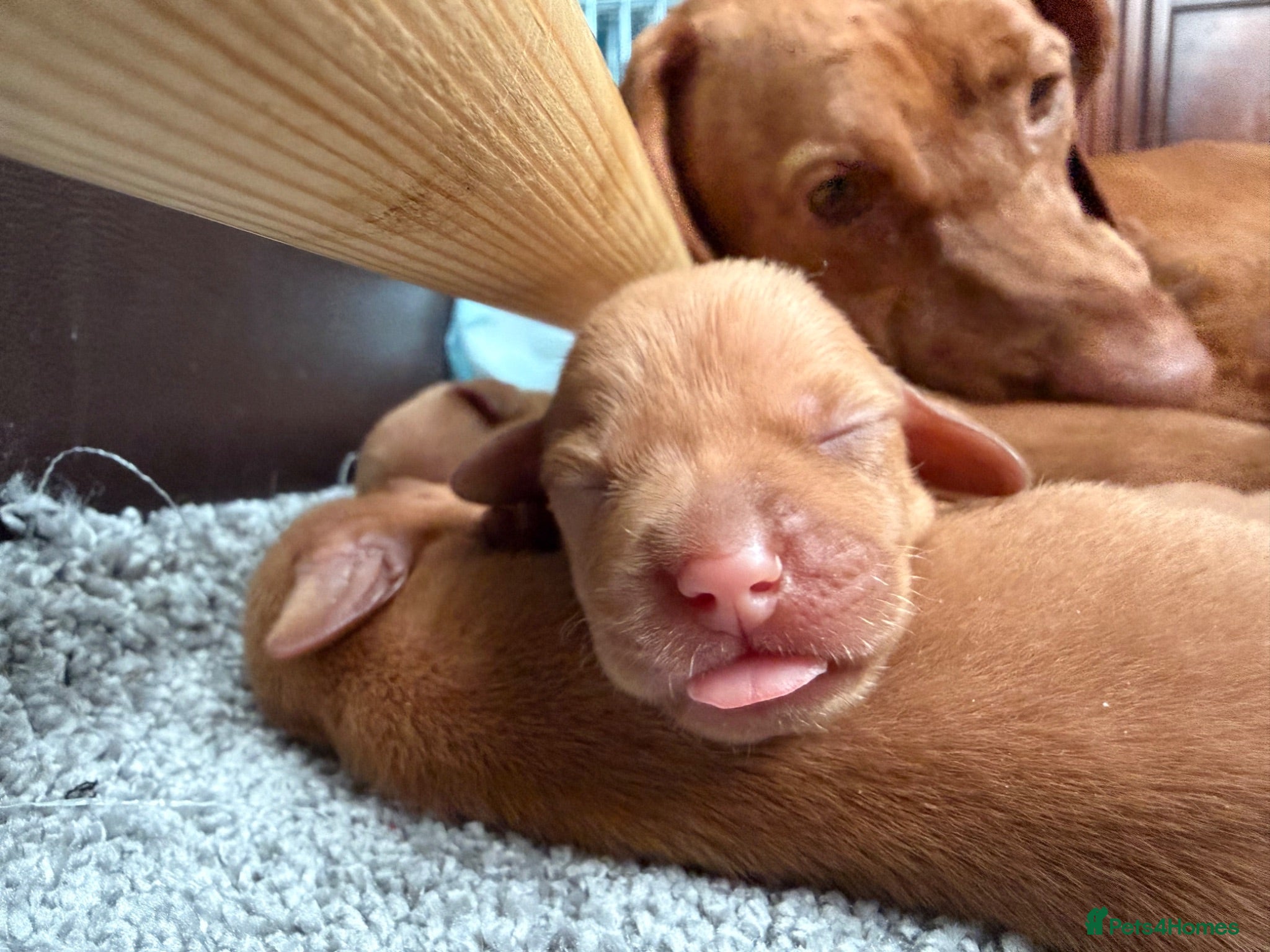 Hungarian Vizsla dogs Stunning Hungarian Vizsla puppies available  - Advert 11
