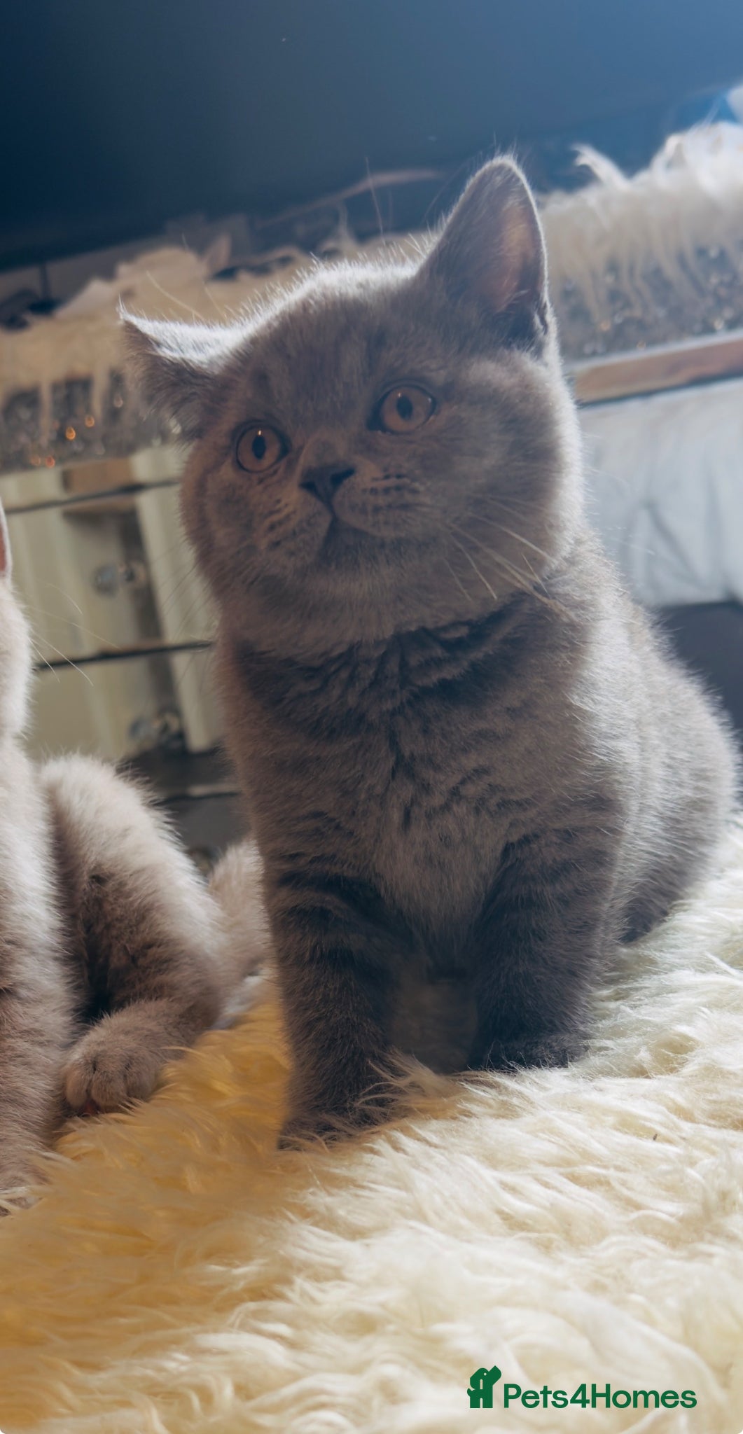 British Shorthair cats last beautiful male British Shorthair kitten - Advert 1