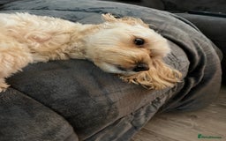 Cockapoo dogs for sale: New home needed for Priya  - Image 6