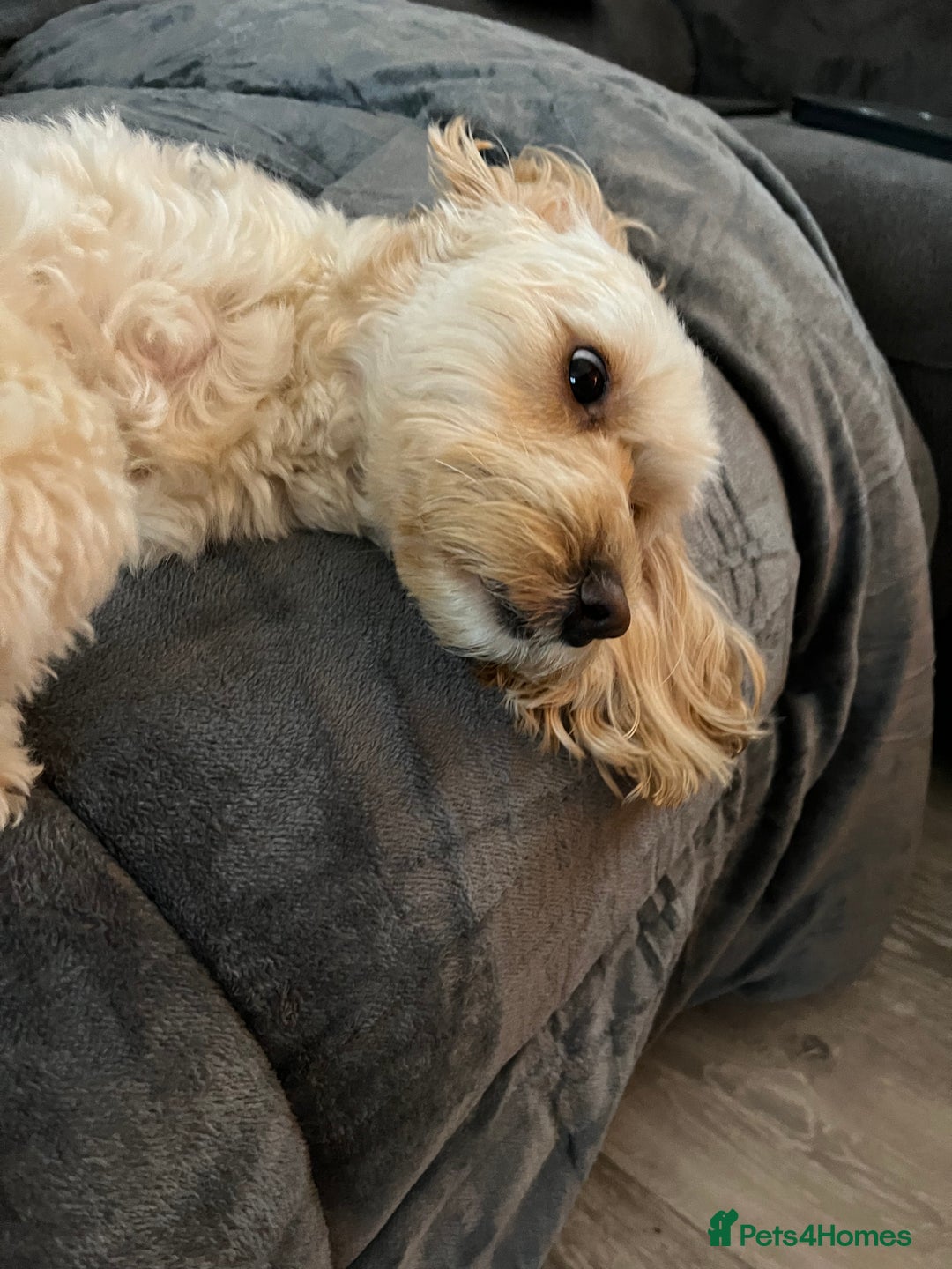 Cockapoo dogs for sale: New home needed for Priya  - Image 6