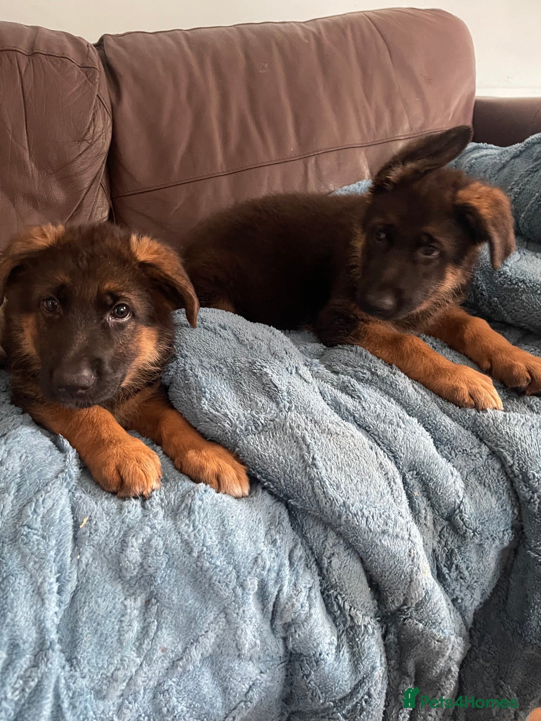 German Shepherd dogs for sale: German Shepherd pups KCRegistered/hip&elbow scored - Image 23