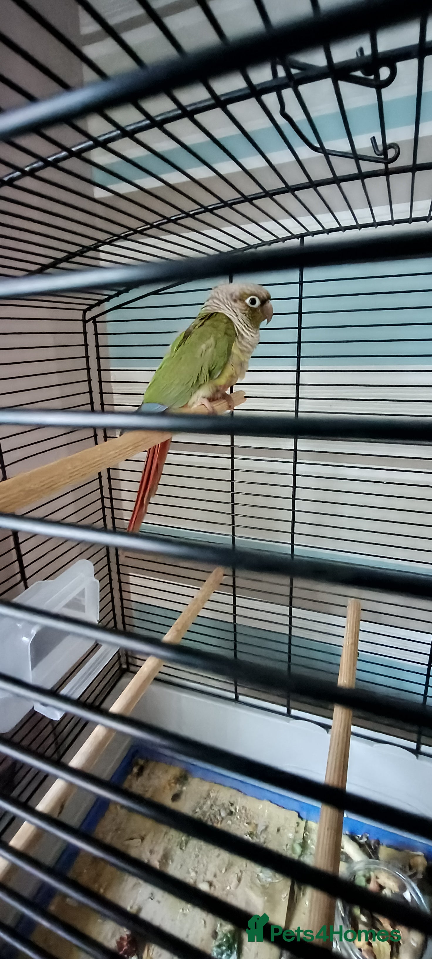 Conures birds Green cheeked concure  - Advert 1