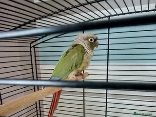 Conures birds Green cheeked concure - Advert 1