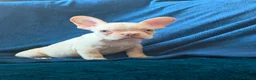 French Bulldog dogs for sale: Gorgeous French Bulldog Puppies♡ - Advert 14