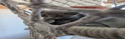 Russian Blue cats for sale: Russian Blue Kittens • TICA Lines - Advert 15