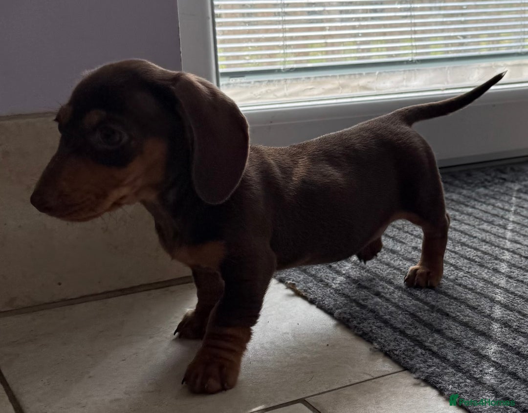 Miniature Dachshund dogs for sale: Beautiful miniature dachshunds ready now 🩷 - Image 6