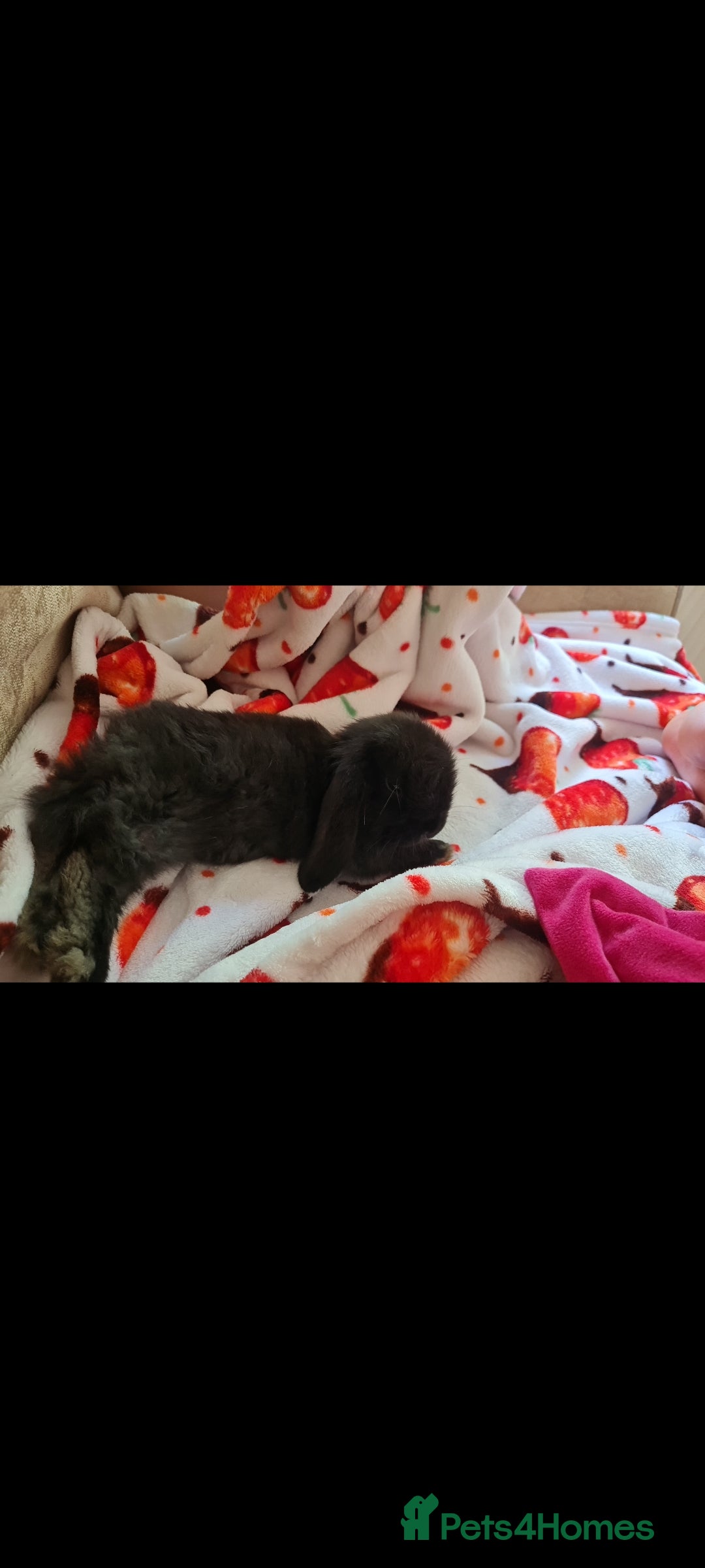 Mini Lop rabbits for sale: 9 week old black boy - Image 4
