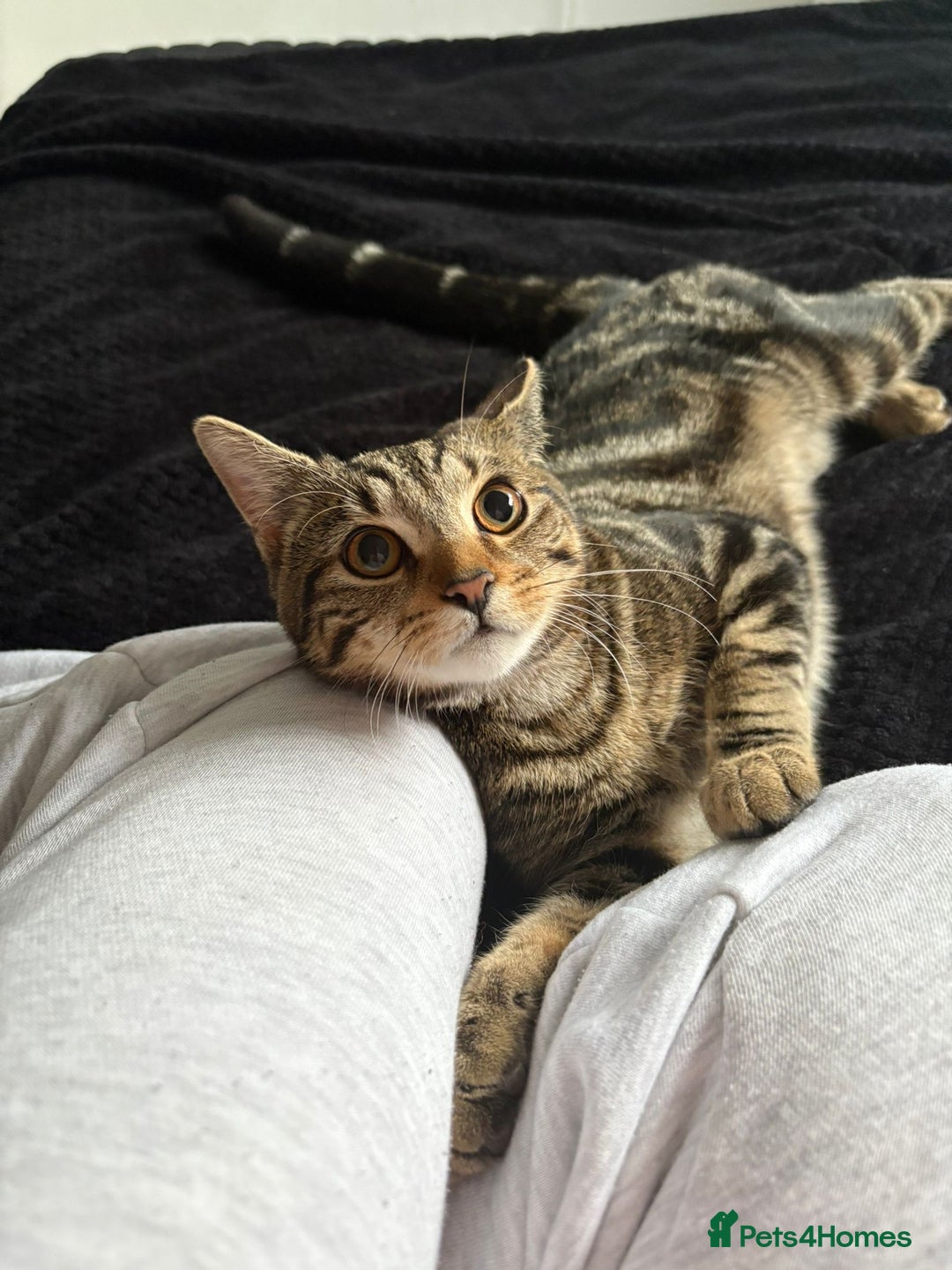 Mixed Breed cats for sale: Tabby male 6 month old kitten - Advert 4