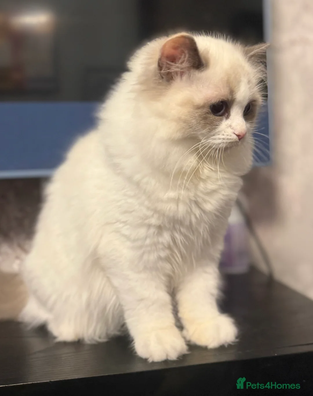 Ragdoll cats for sale: Ready Now  GCCF/TICA Purebred Reg Ragdoll Kittens - Advert 2