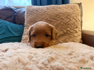 Labradoodle dogs 7 beautiful labradoodle puppies wanting a home - Advert 1