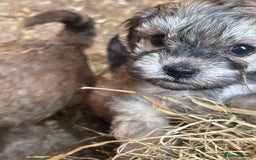 Cavapoo dogs for sale: Cavapoo puppies  in Preston - Image 2
