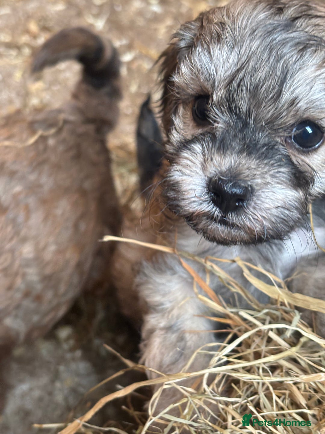 Cavapoo dogs for sale: Cavapoo puppies  in Preston - Image 2
