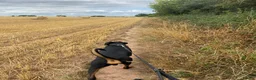 Dobermann dogs for stud: Stud available  - Advert 8