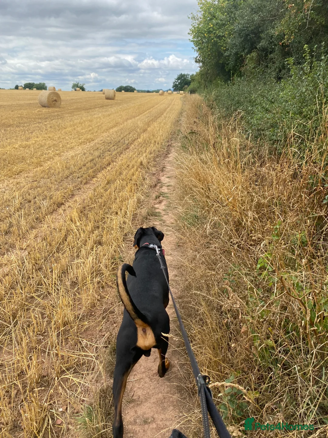 Dobermann dogs for stud: Stud available  - Advert 8
