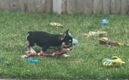 French Bulldog dogs for sale: 2 beautiful french bulldog puppies available  in Oldbury - Image 13