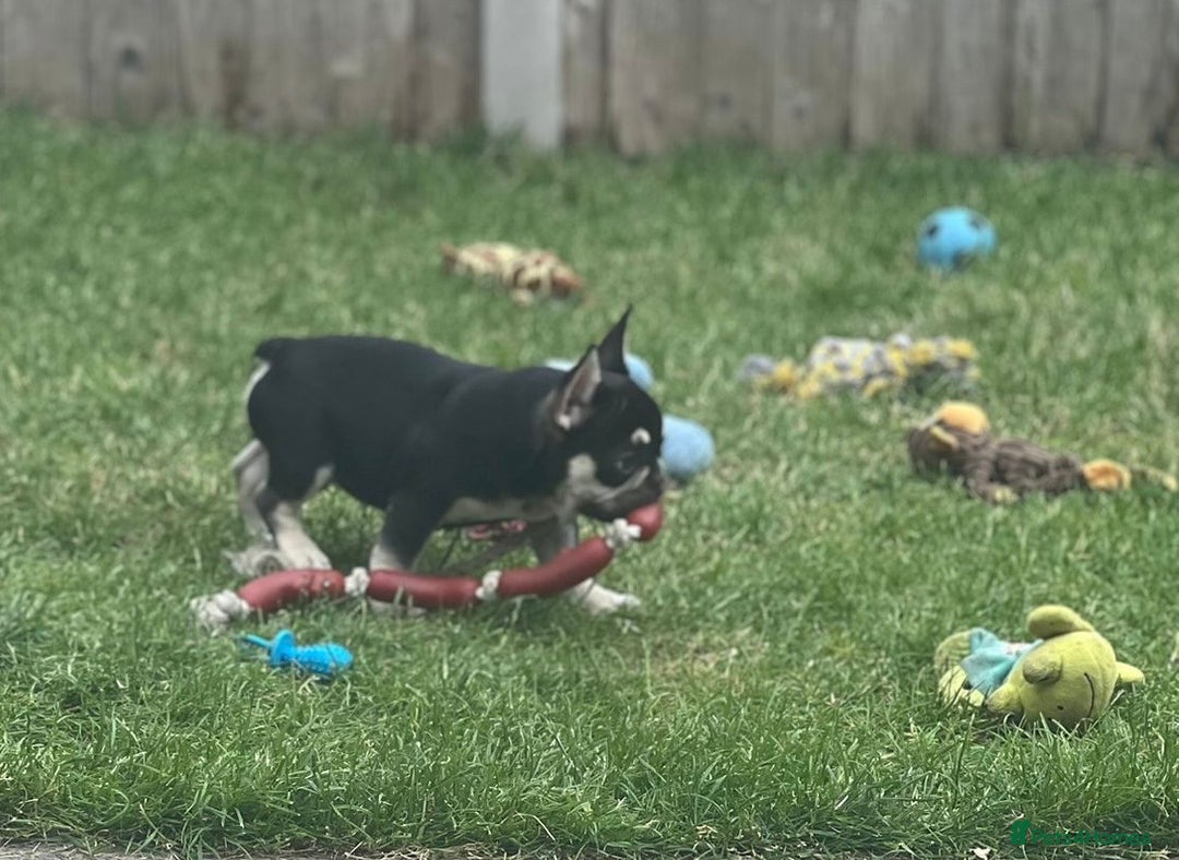French Bulldog dogs for sale: 2 beautiful french bulldog puppies available  in Oldbury - Image 13