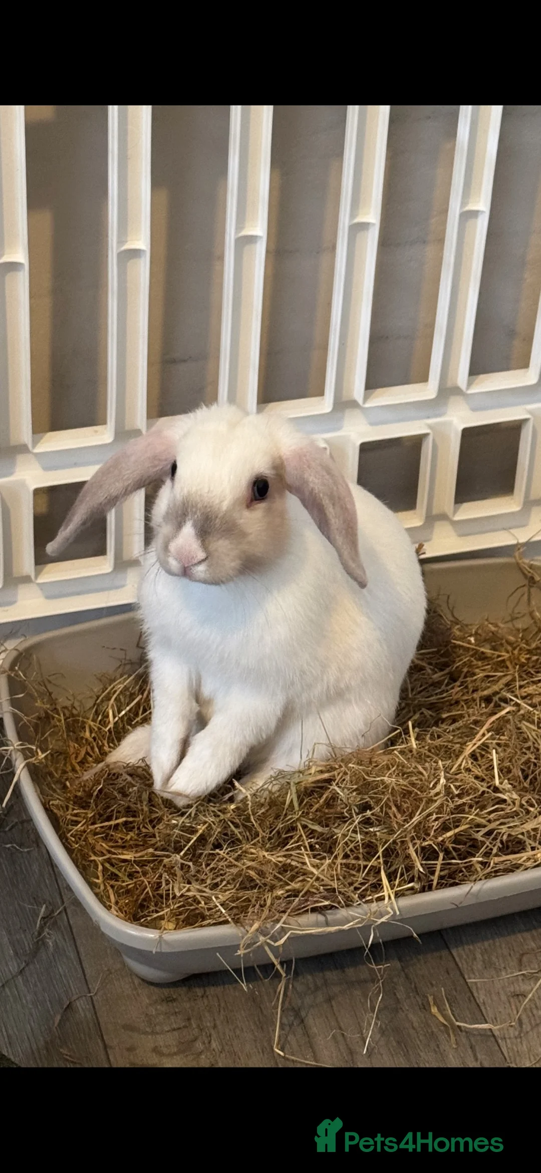 English rabbits for sale: Rabbit arlo - Advert 2