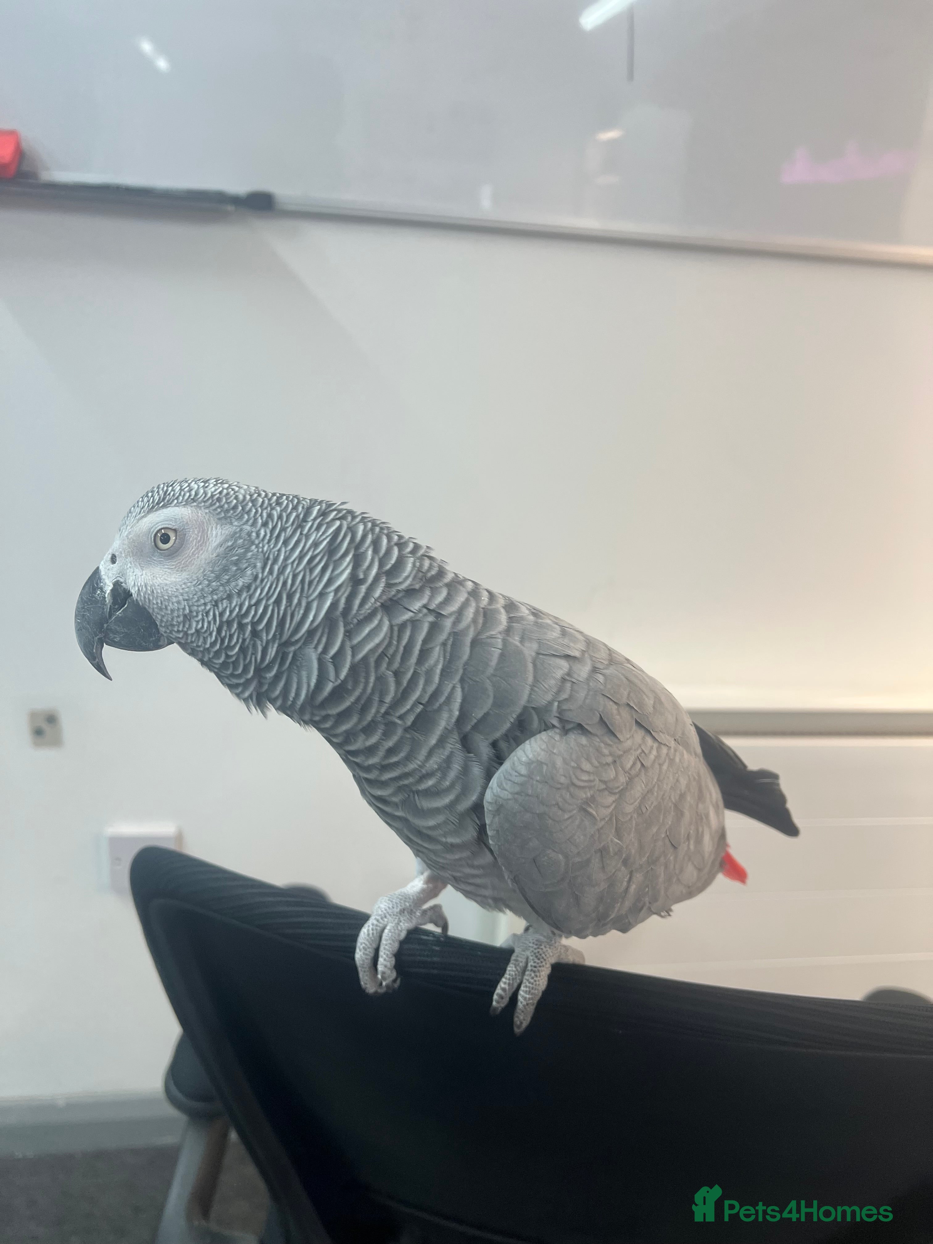 Parrots birds 10 year old African Grey - Advert 1
