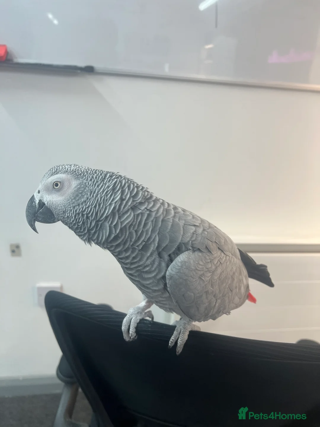Parrots birds for sale: 10 year old African Grey - Advert 1