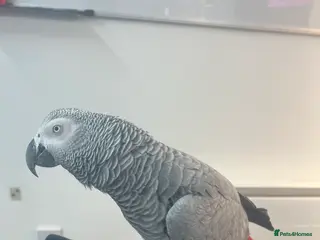 Parrots birds 10 year old African Grey - Advert 1
