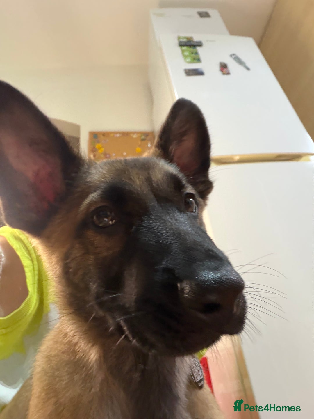 German Shepherd dogs for sale: Czech German shepherd 4 months - Advert 8