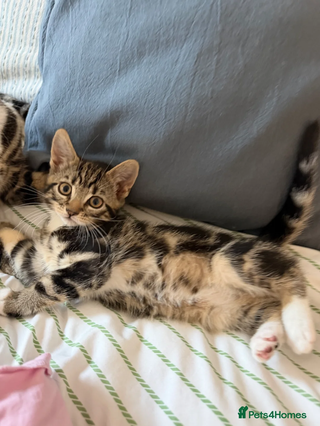 Mixed Breed cats for sale: Female kitten for sale  - Advert 2