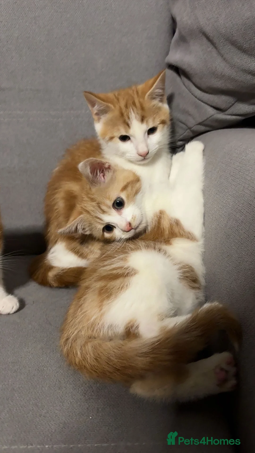 Mixed Breed cats for sale: X4 beautiful ginger kittens - Ready for rehoming - Advert 5