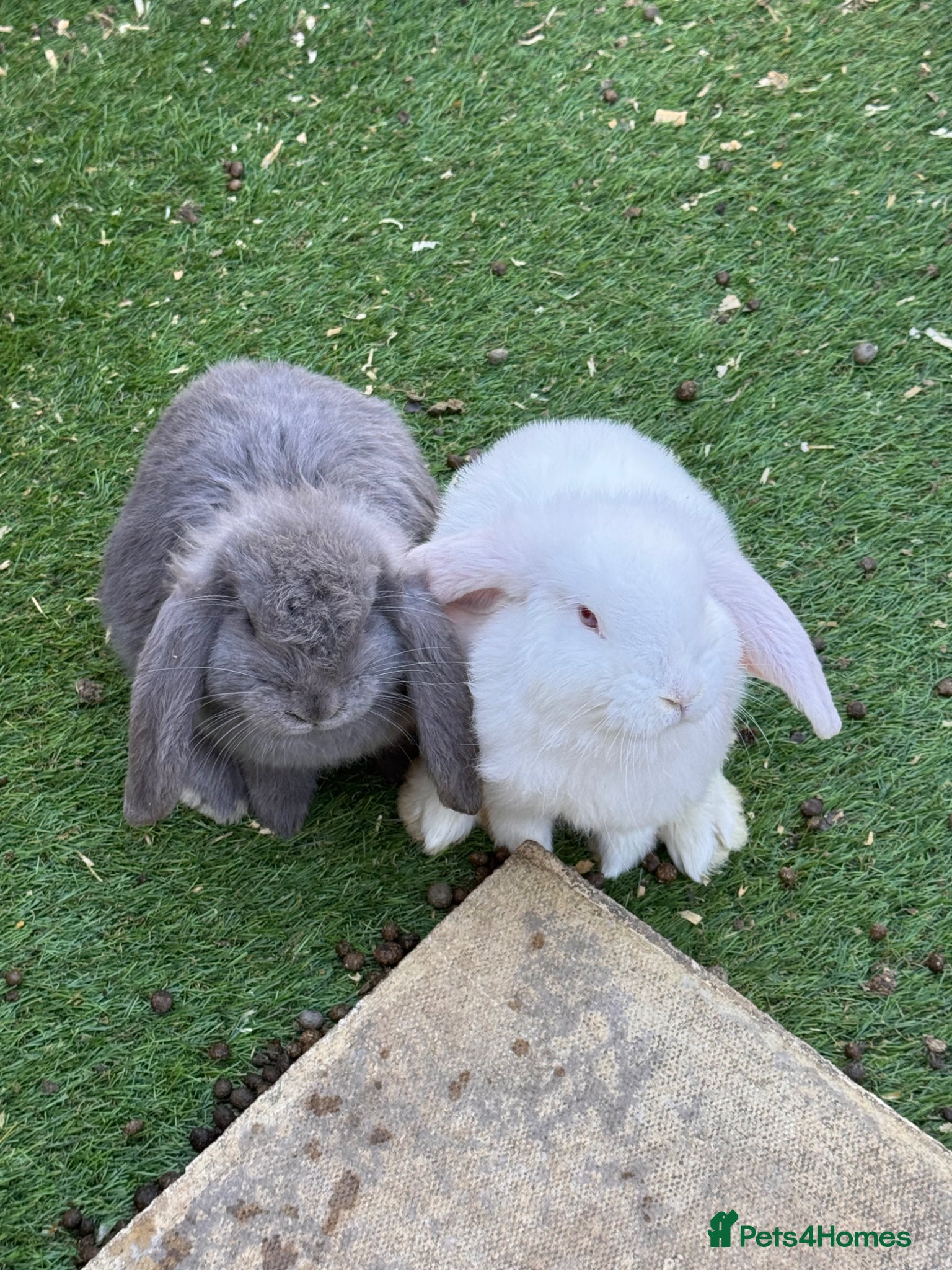 French Lop rabbits French lop - Advert 3