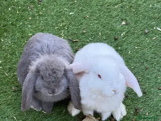 French Lop rabbits French lop - Advert 3